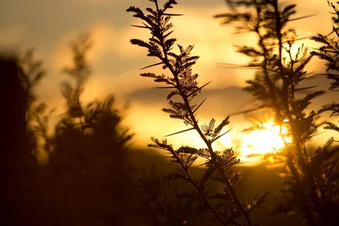 Soleil couchant doré à travers des herbes sauvages