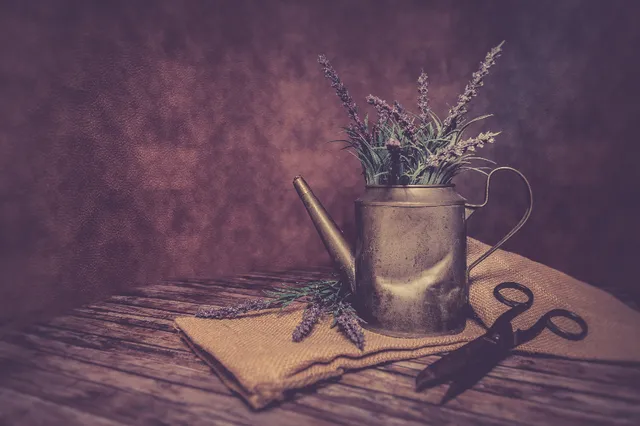 Lavande séchée dans un arrosoir en cuivre, sur une table en bois